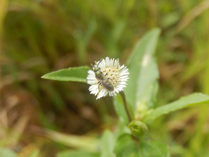 Altin madenciliği çevresel etki sürdürülebilir