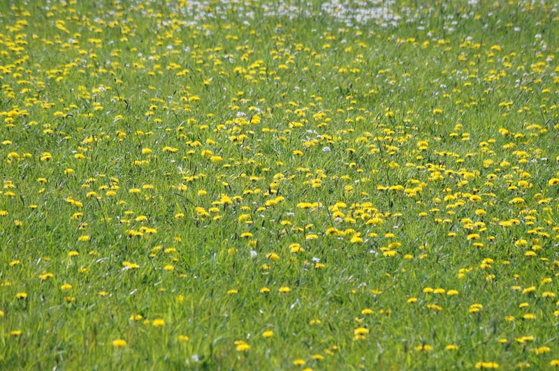 Geri dönüşüm altini piyasasi sürdürülebilir madenicilik