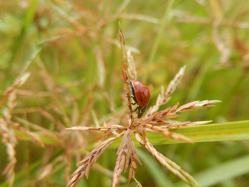 Merkeziyetsiz kimlik doğrulama blockchain DID