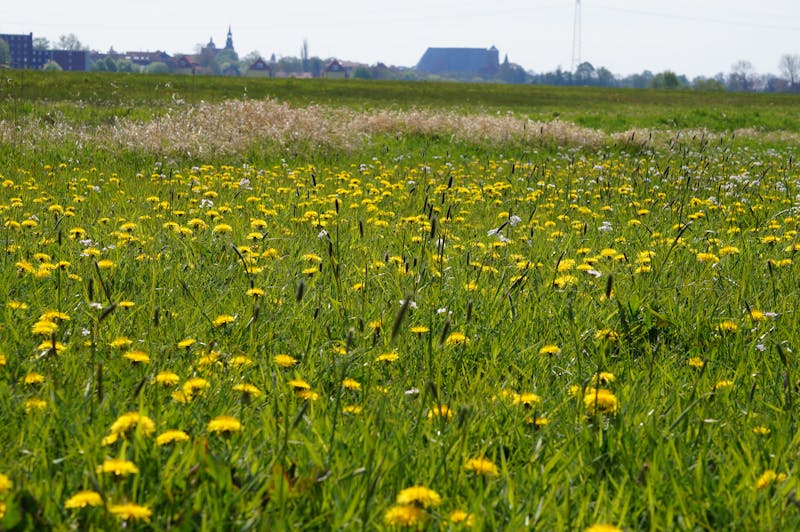Mesleki yeterlilik belgesi sinav kariyer gelisimi